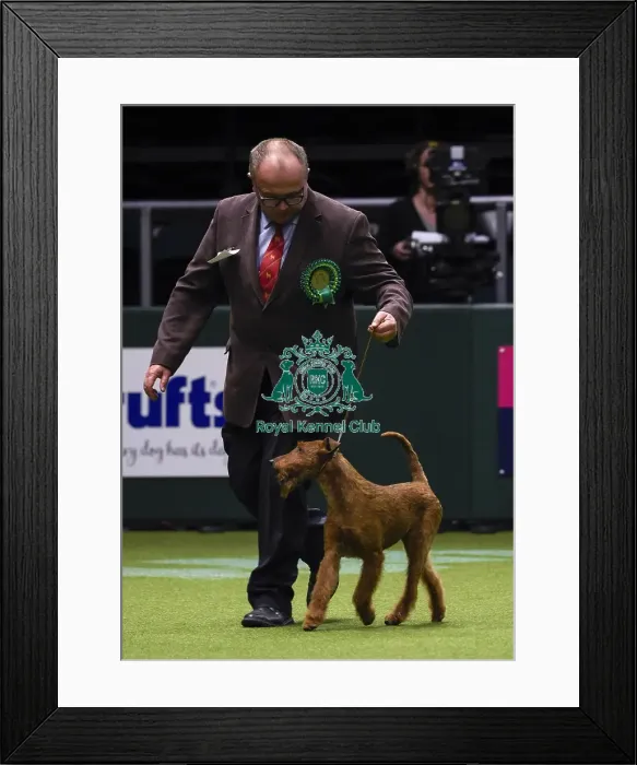 Framed Print : Crufts 2018 Framed Print : Crufts 2018