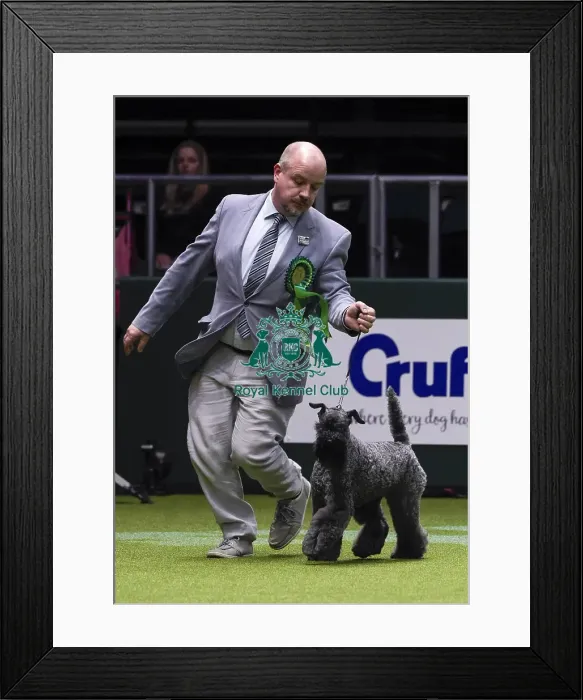 Framed Print : Crufts 2018 Framed Print : Crufts 2018