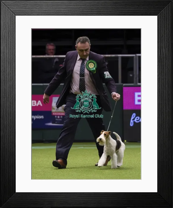 Framed Print : Crufts 2018