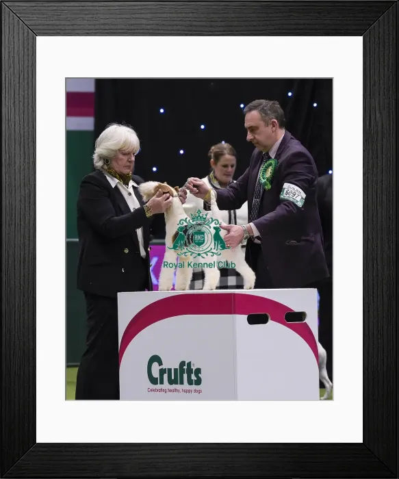 Framed Print : Crufts 2018 Framed Print : Crufts 2018