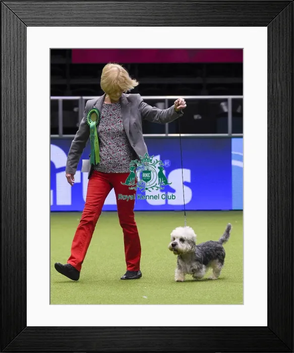 Framed Print : Crufts 2018 Framed Print : Crufts 2018