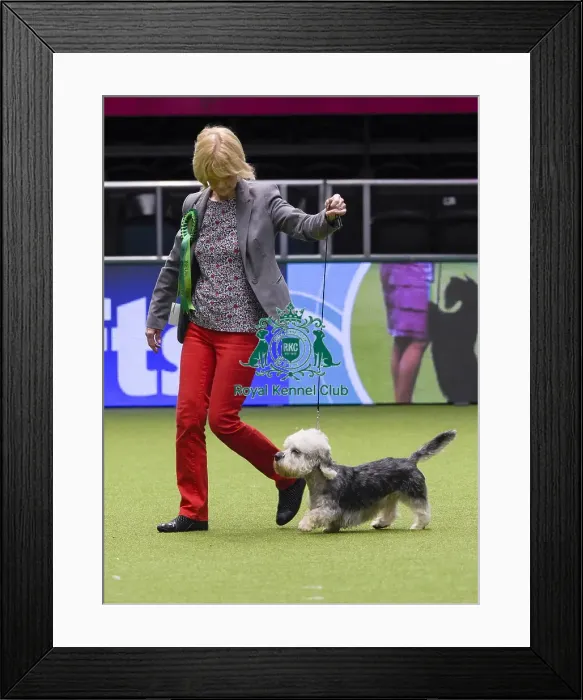 Framed Print : Crufts 2018 Framed Print : Crufts 2018