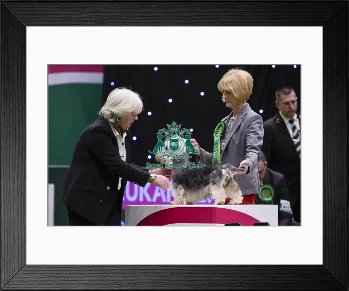 Framed Print : Crufts 2018 Framed Print : Crufts 2018
