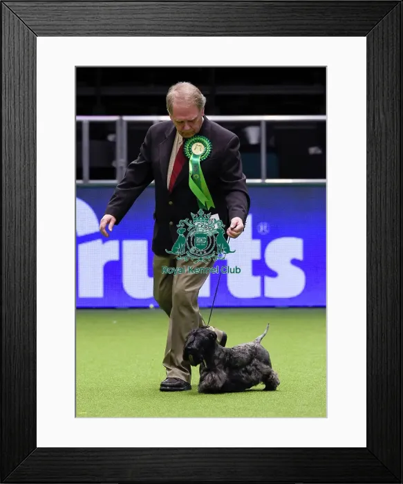 Framed Print : Crufts 2018 Framed Print : Crufts 2018