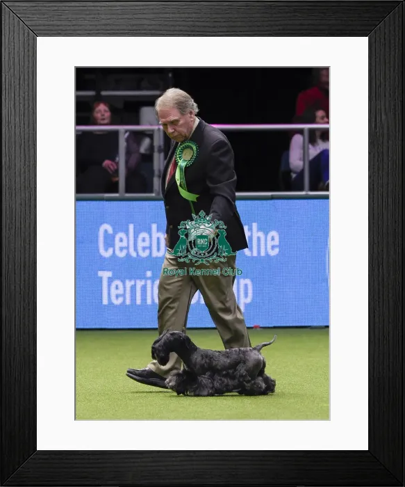 Framed Print : Crufts 2018 Framed Print : Crufts 2018