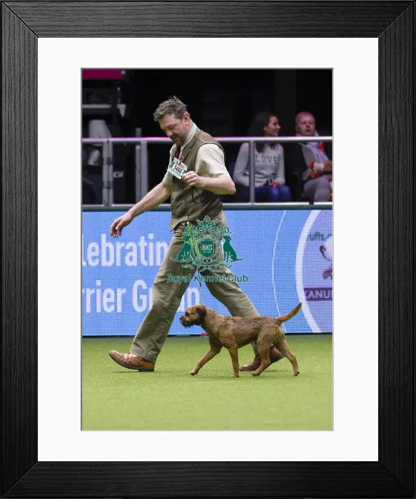 Framed Print : Crufts 2018