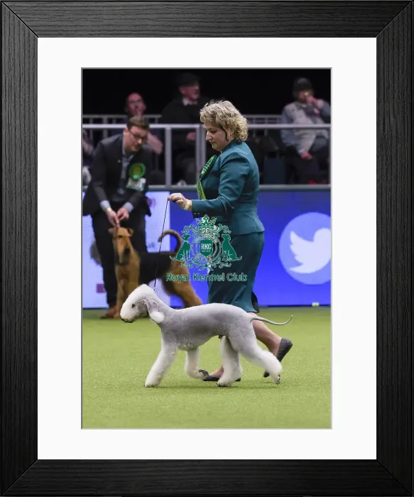 Framed Print : Crufts 2018 Framed Print : Crufts 2018