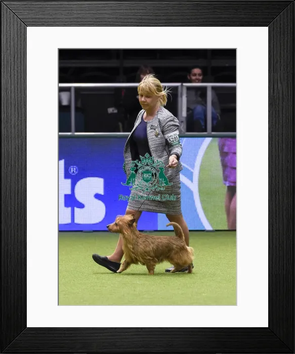 Framed Print : Crufts 2018