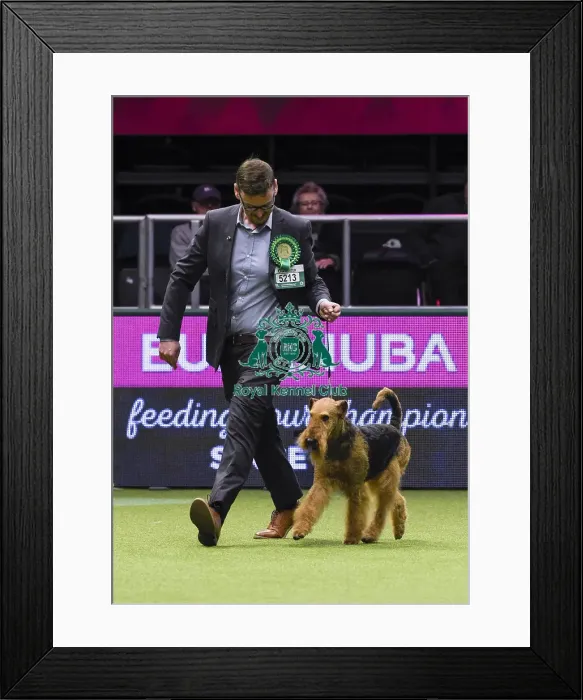 Framed Print : Crufts 2018 Framed Print : Crufts 2018