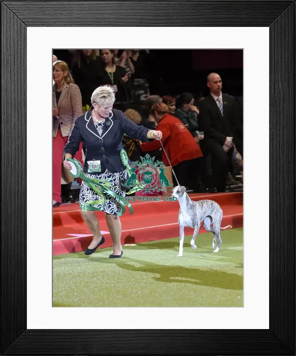 Framed Print : Crufts 2018 Framed Print : Crufts 2018