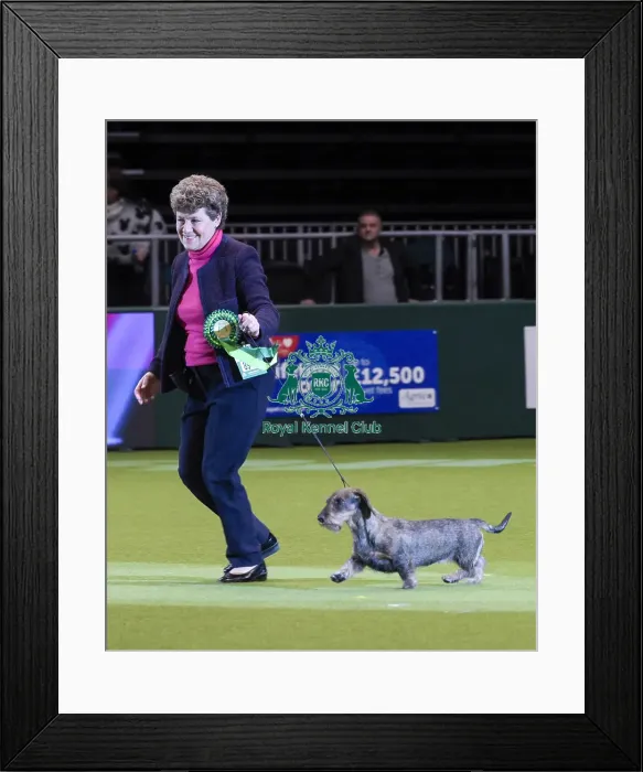 Framed Print : Crufts 2018 Framed Print : Crufts 2018