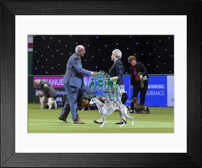 Framed Print : Crufts 2018 Framed Print : Crufts 2018