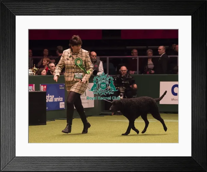 Framed Print : Crufts 2018 Framed Print : Crufts 2018