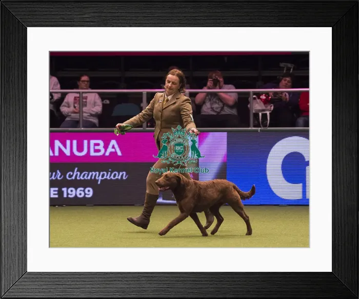 Framed Print : Crufts 2018 Framed Print : Crufts 2018