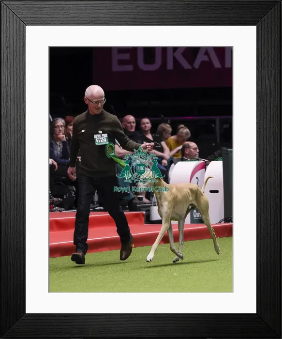 Framed Print : Crufts 2018 Framed Print : Crufts 2018