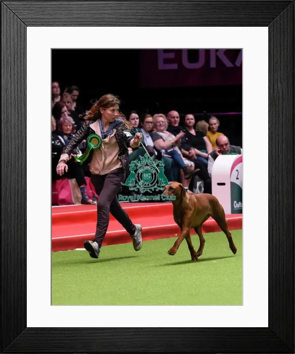Framed Print : Crufts 2018 Framed Print : Crufts 2018