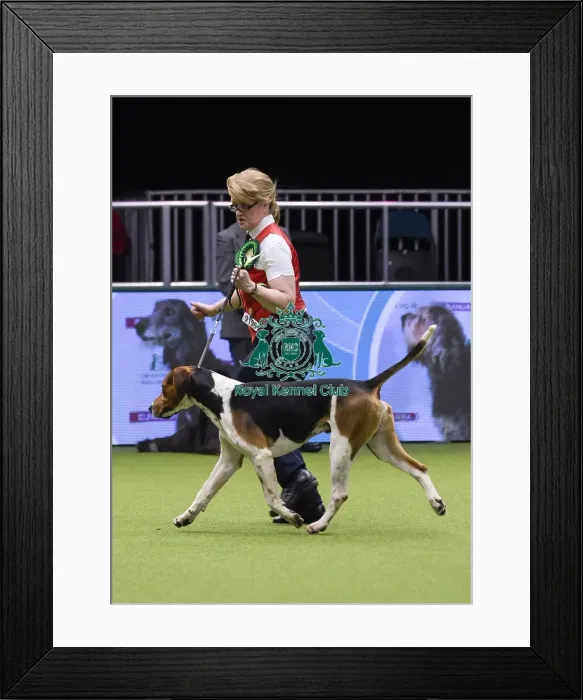 Framed Print : Crufts 2018