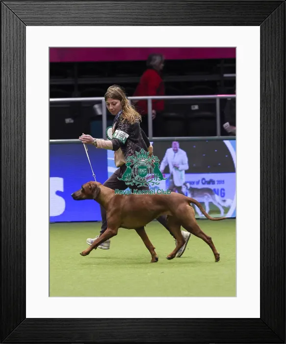 Framed Print : Crufts 2018 Framed Print : Crufts 2018
