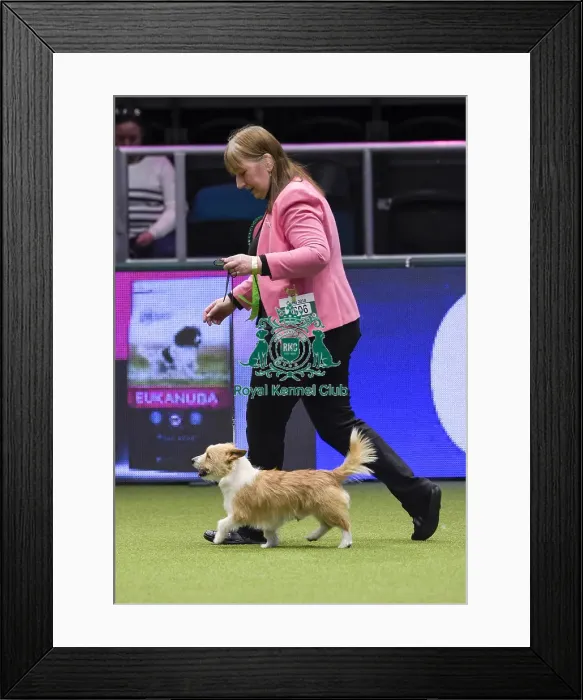 Framed Print : Crufts 2018
