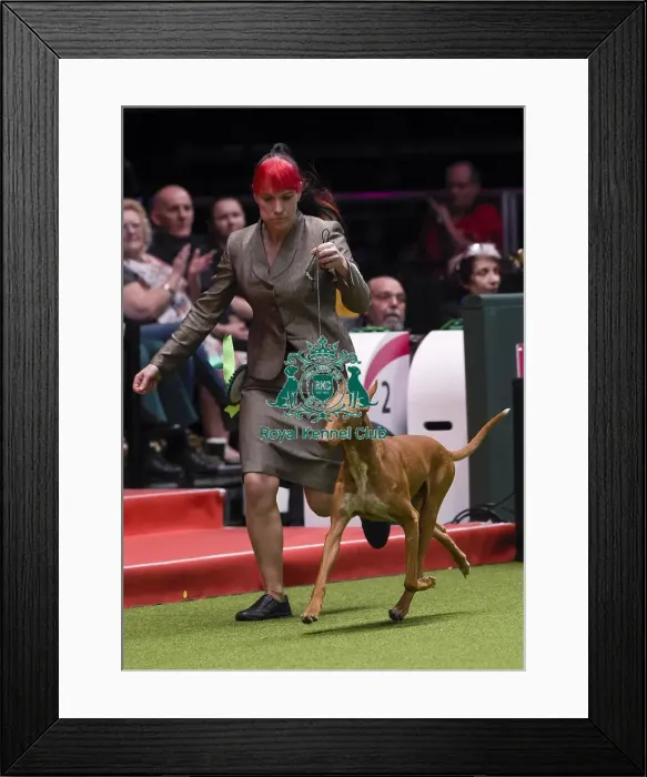 Framed Print : Crufts 2018 Framed Print : Crufts 2018