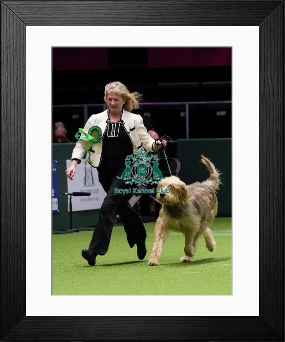 Framed Print : Crufts 2018 Framed Print : Crufts 2018