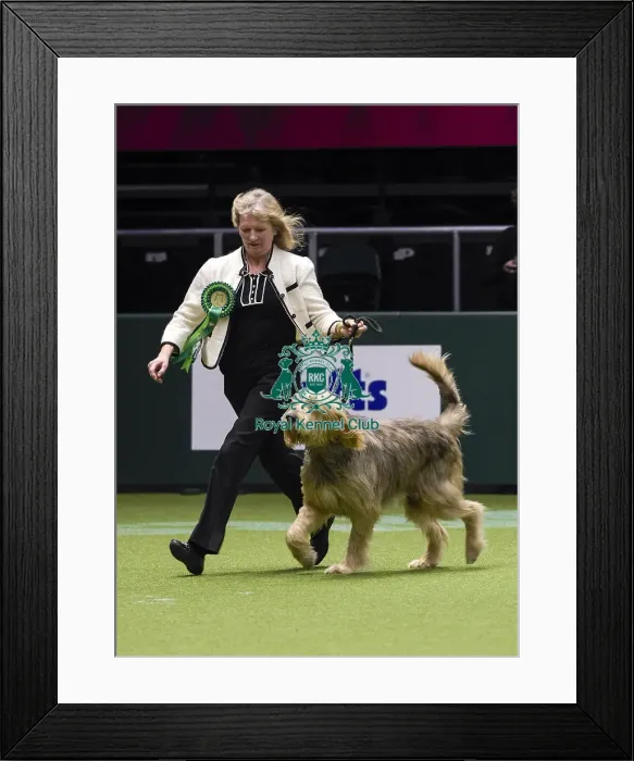 Framed Print : Crufts 2018 Framed Print : Crufts 2018