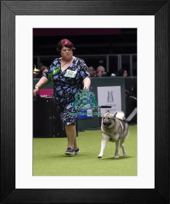 Framed Print : Crufts 2018 Framed Print : Crufts 2018