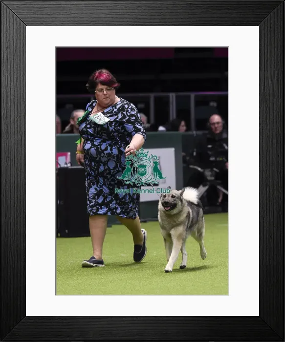 Framed Print : Crufts 2018