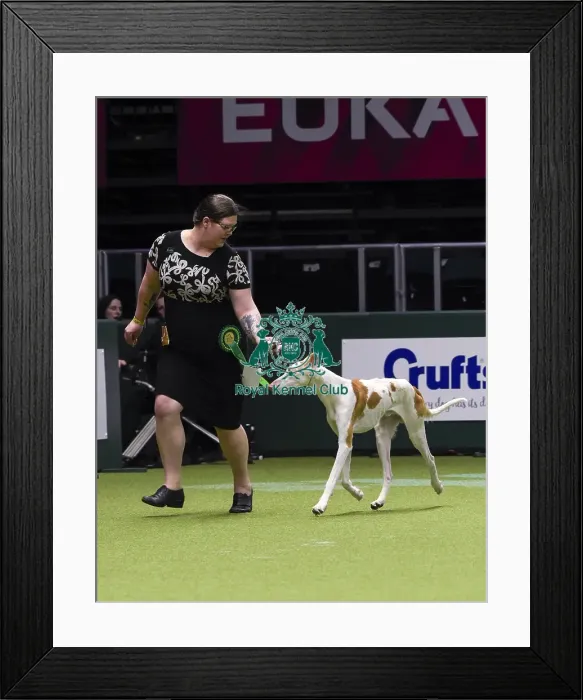 Framed Print : Crufts 2018 Framed Print : Crufts 2018