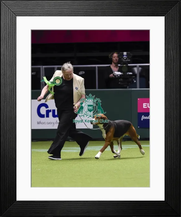 Framed Print : Crufts 2018 Framed Print : Crufts 2018
