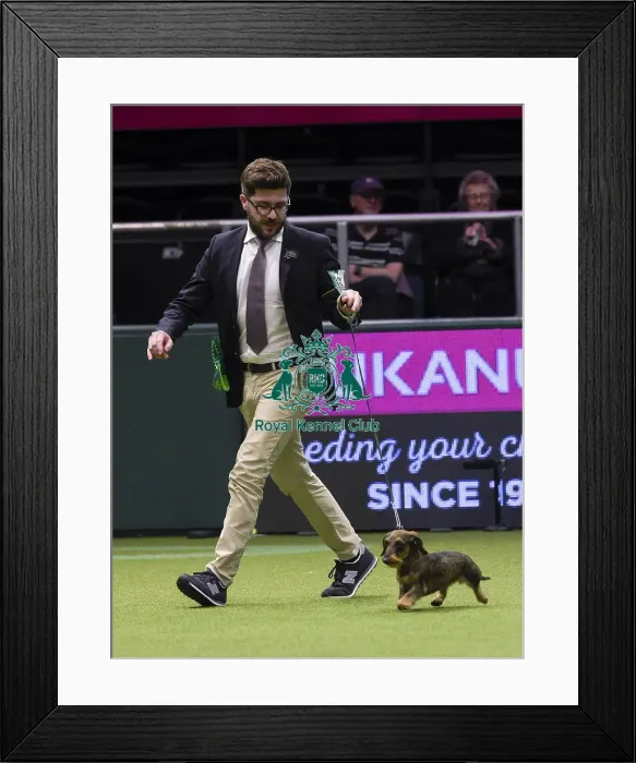 Framed Print : Crufts 2018 Framed Print : Crufts 2018