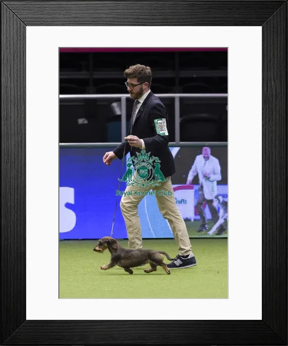 Framed Print : Crufts 2018 Framed Print : Crufts 2018
