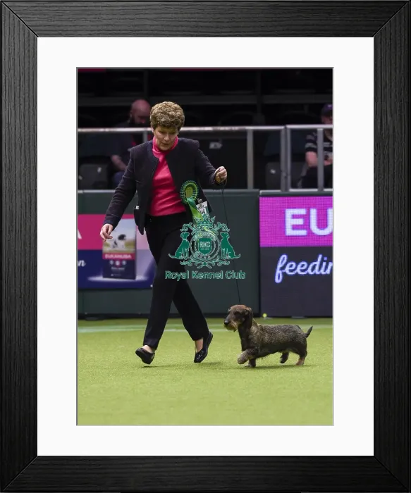 Framed Print : Crufts 2018