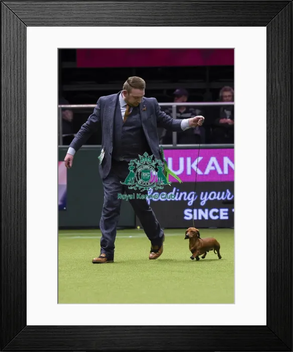 Framed Print : Crufts 2018 Framed Print : Crufts 2018