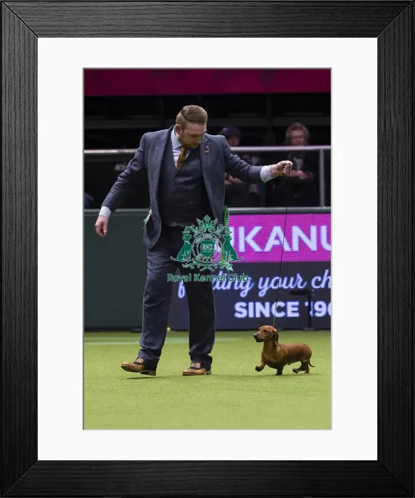 Framed Print : Crufts 2018 Framed Print : Crufts 2018