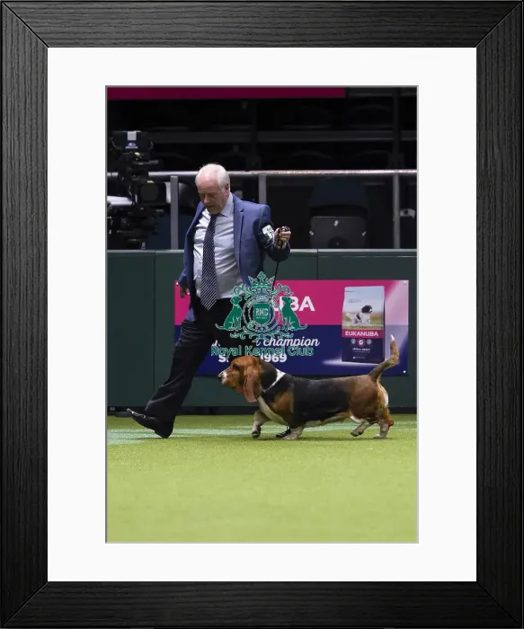 Framed Print : Crufts 2018 Framed Print : Crufts 2018