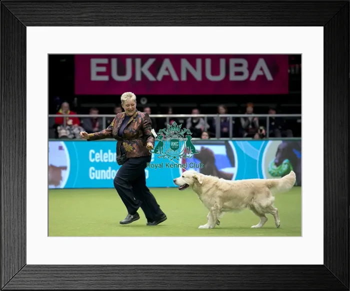 Framed Print : Crufts 2018 Framed Print : Crufts 2018