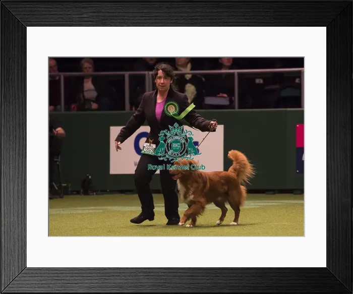 Framed Print : Crufts 2018 Framed Print : Crufts 2018
