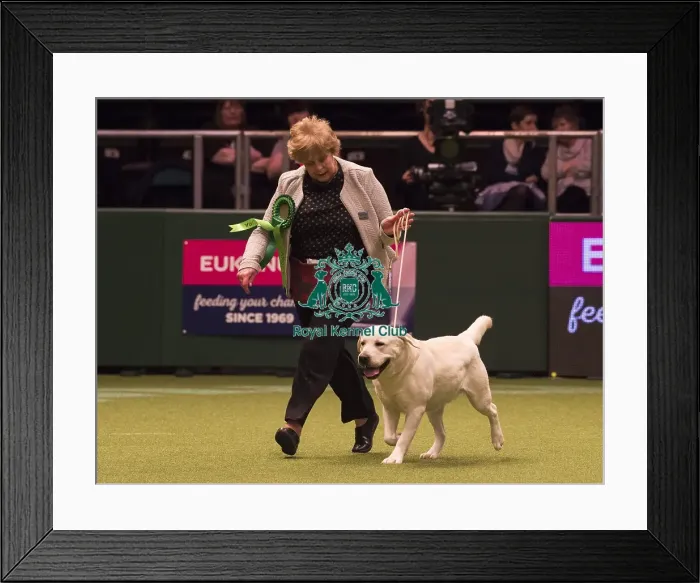 Framed Print : Crufts 2018 Framed Print : Crufts 2018