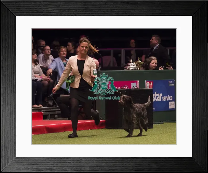 Framed Print : Crufts 2018