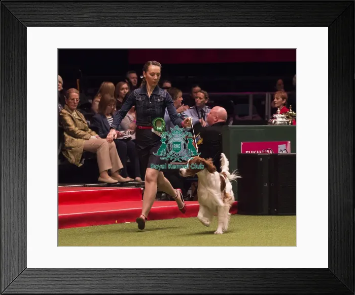 Framed Print : Crufts 2018 Framed Print : Crufts 2018