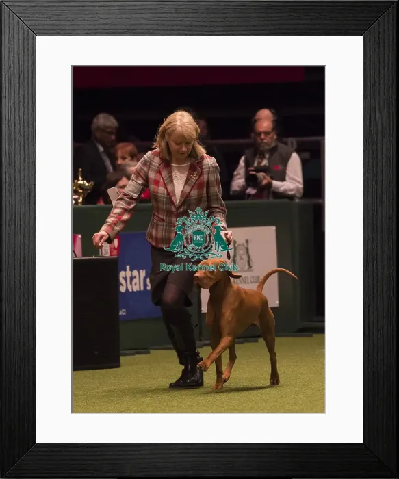 Framed Print : Crufts 2018 Framed Print : Crufts 2018