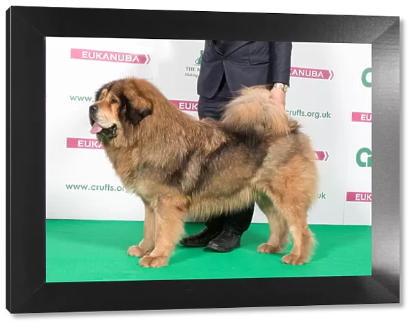 2018 Best of Breed Tibetan Mastif
