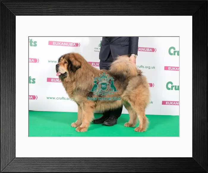 Framed Print : 2018 Best of Breed Tibetan Mastif Framed Print : 2018 Best of Breed Tibetan Mastif