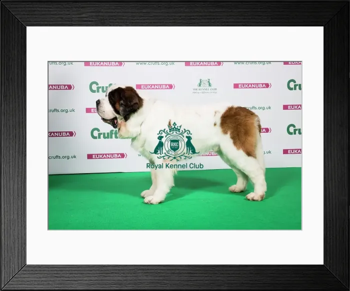 Framed Print : 2018 Best of Breed St. Bernard Framed Print : 2018 Best of Breed St. Bernard