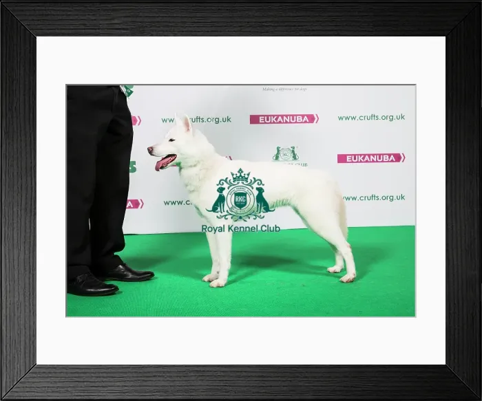 Framed Print : 2018 Best of Breed Siberian Husky Framed Print : 2018 Best of Breed Siberian Husky