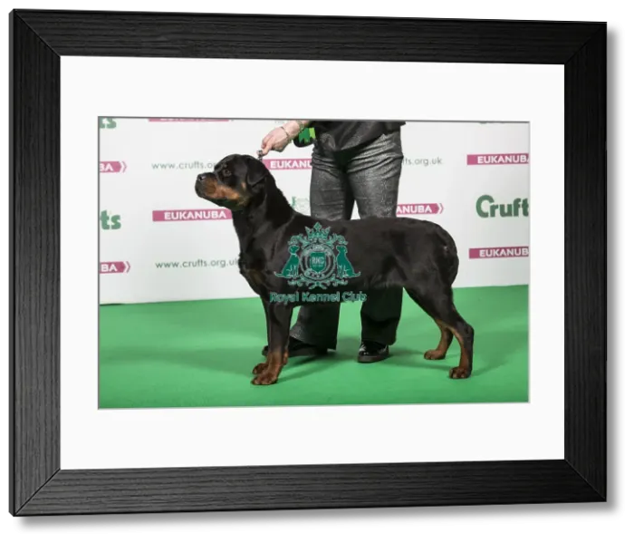Framed Print : 2018 Best of Breed Rottweiler Framed Print : 2018 Best of Breed Rottweiler