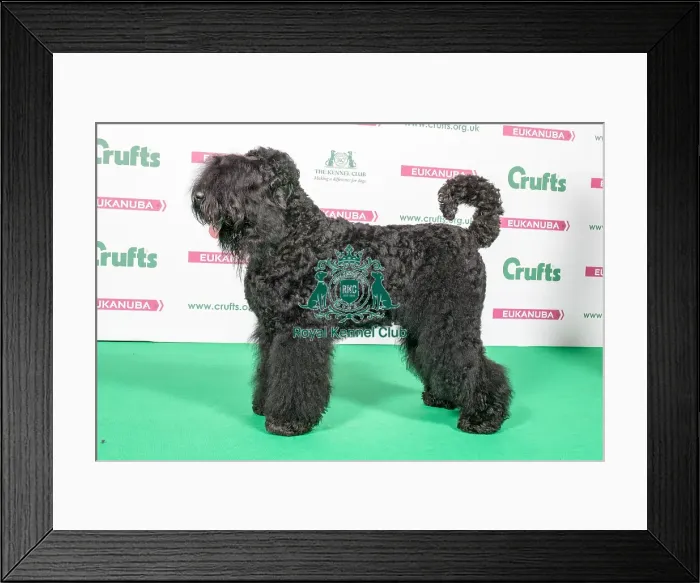 Framed Print : 2018 Best of Breed Russian Black Terrier Framed Print : 2018 Best of Breed Russian Black Terrier