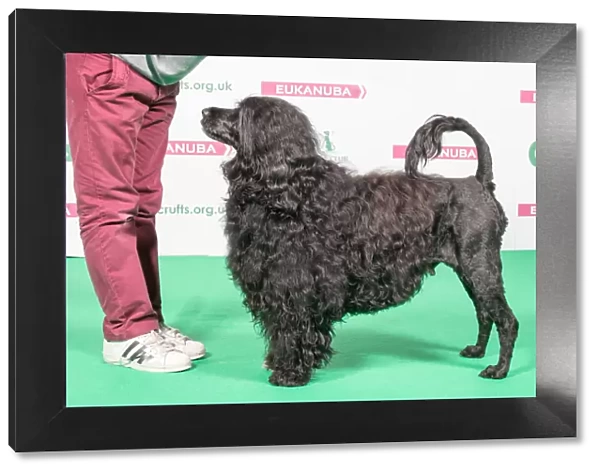 2018 Best of Breed Portugese Water Dog