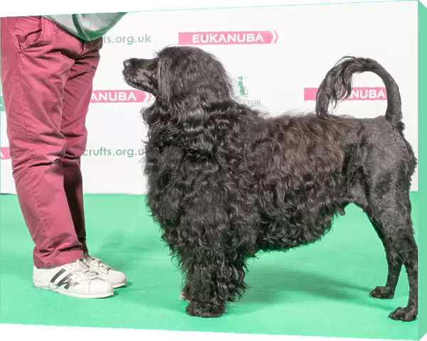 2018 Best of Breed Portugese Water Dog